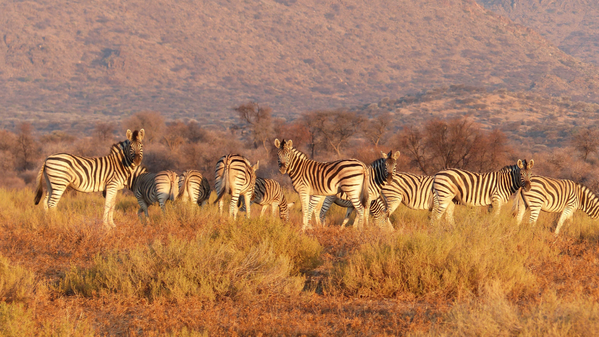 photo of zebras on grassland