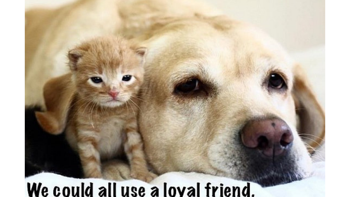 Puppy and Kitten - caption: we could all use a loyal friend