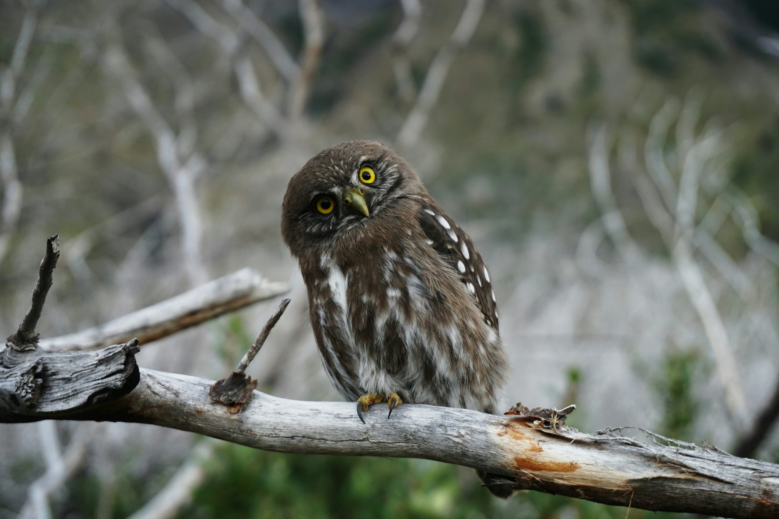 Small brown and white owl perched on a branch in the woods with a quizzical expression on their face