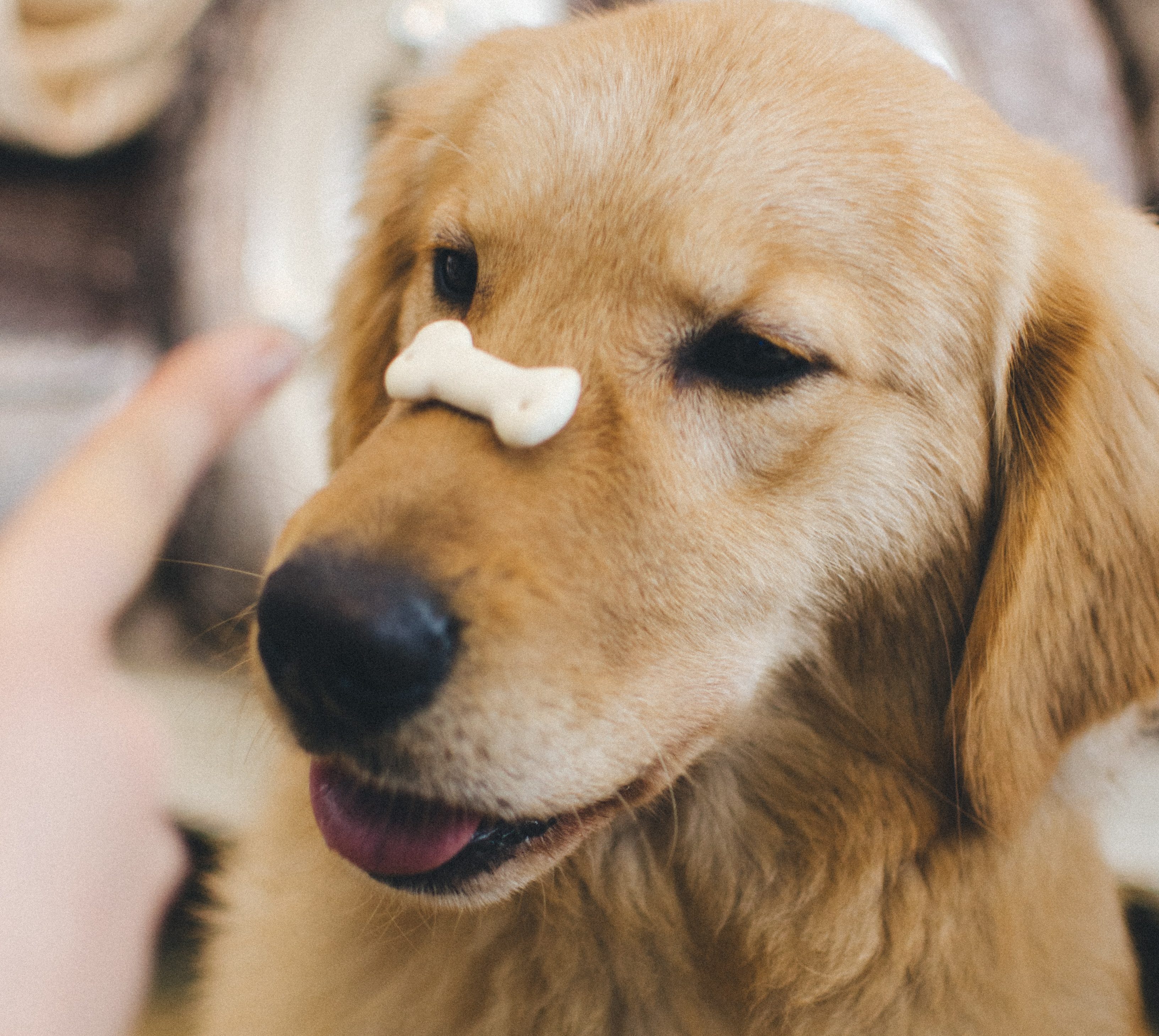 Dog getting a treat