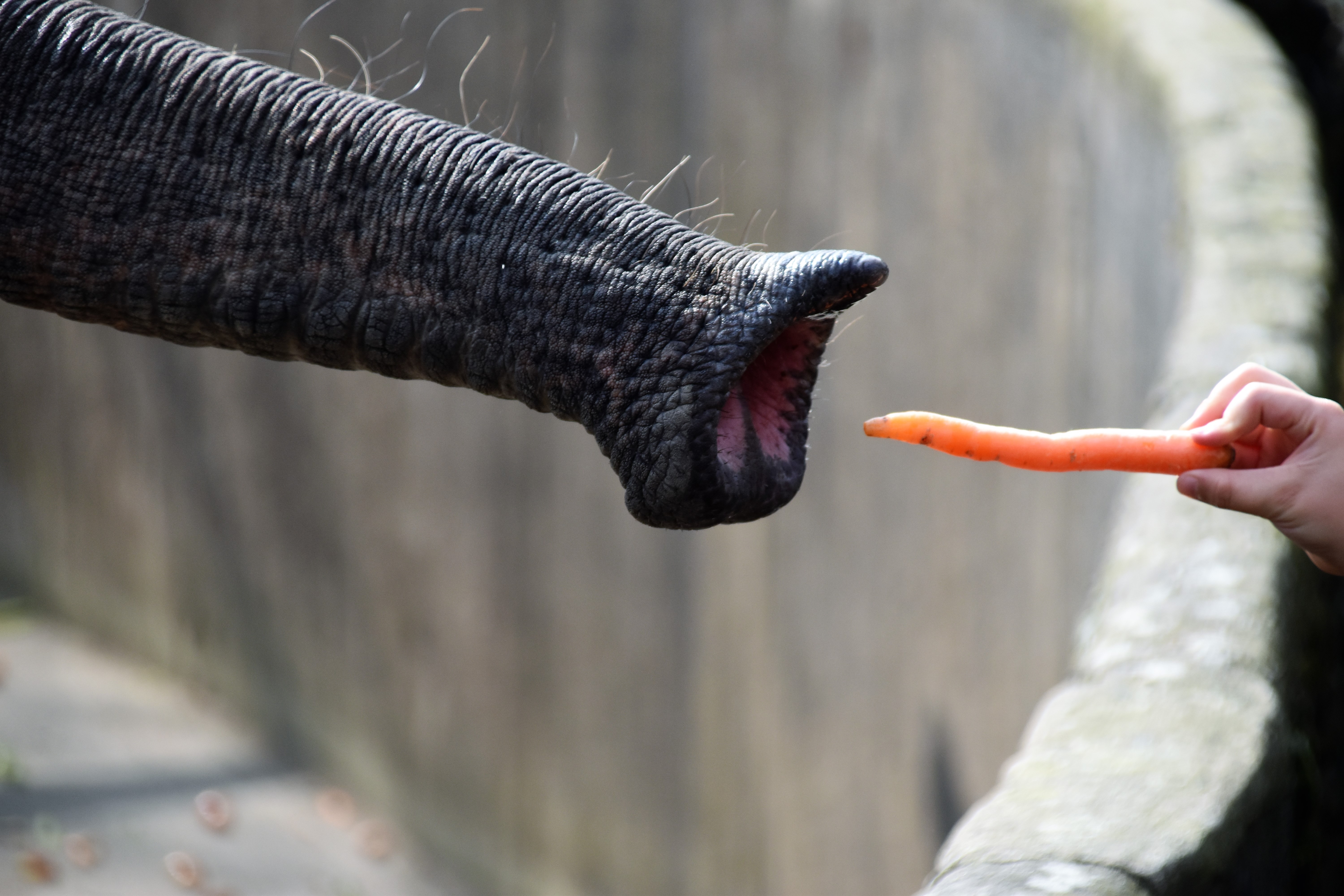 Elephant trunk reaching out to take a carrot from a person's hand